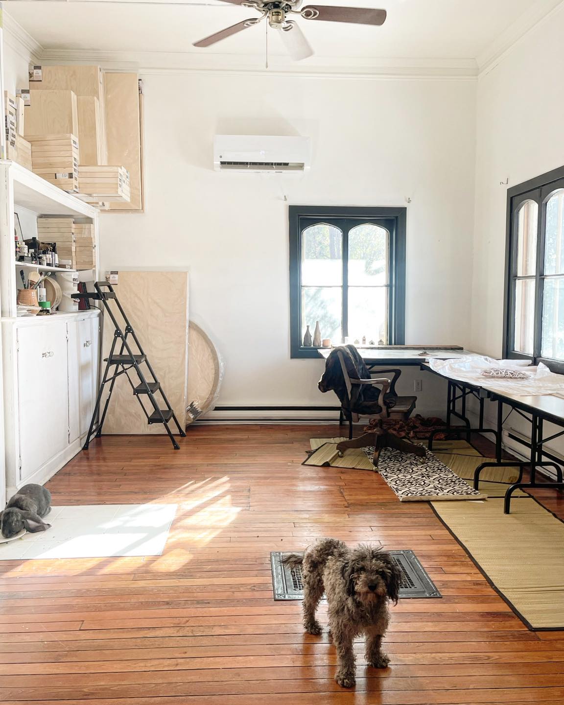 Light filtering in to the Rogue Goat studio as small dog stands on wooden floor